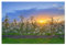 artboxONE Poster 30x20 cm Natur Blühende Apfelbäume im Frühling - Bild apfelbäume apfelbäume blüten