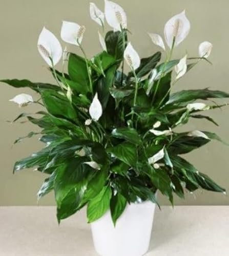 Calla Lily Zantedeschia Aethiopica 20+Seeds House Plant