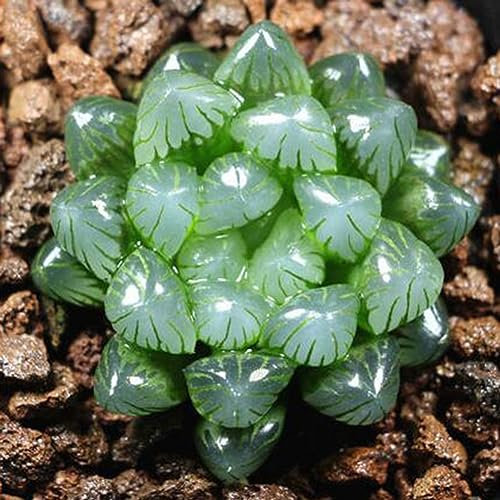 PERZOE 100 semi di piante grasse rare miste, piante perenni, giardino, balcone, decorazione bonsai Semi succulenti# 100pcs