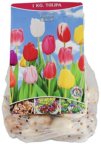 Tulpen-Mix 1kg Blumenzwiebeln | Triumph-Tulpen 40-60cm | April Blüte | Kübel-Balkoneignung | Schnittgeeignet