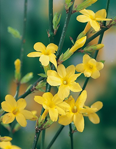 Gelber Winter-Jasmin -Jasminum nudiflorum- Winterblüher, zahlreiche gold-gelbe, kleine Blüten - Winter-Pflanze Kletterpflanze von Garten Schlüter (2L Container - 40 bis 60cm Pflanze)