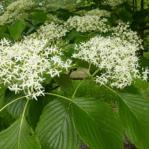 Hoher Etagen-Hartriegel - Cornus Controversa - 60-80 cm Topf