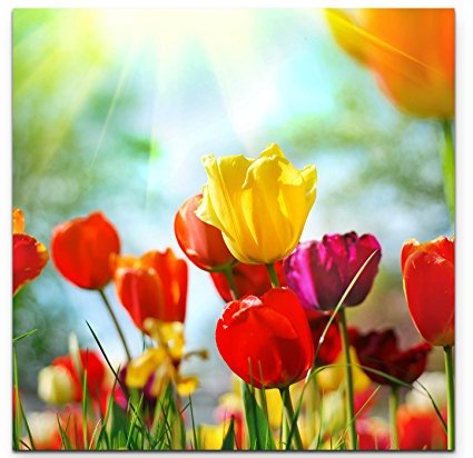 Paul Sinus Art Leinwandbilder | Bilder Leinwand 60x60cm Bunte Tulpen im Sonnenschein