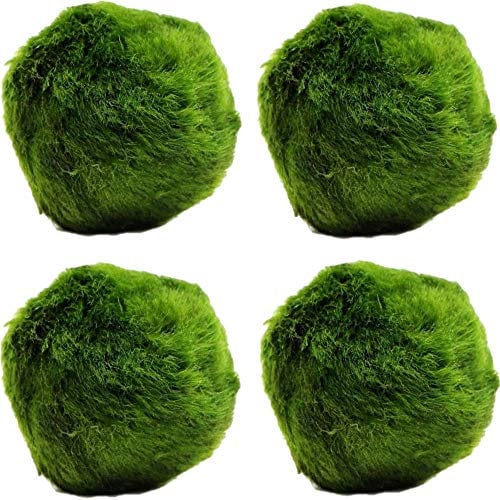 k2aqua LARGE 4 Marimo Moss Balls, Live Aquarium Plant, Always Fresh, Cladophora aegagropila, Shrimps & Snails Love Them