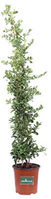 Pianta di Pyracantha Coccinea Pianta di Agazzino pianta da esterno pianta da siepe pianta ornamentale pianta da fiore pianta vera venduta da eGarden.store