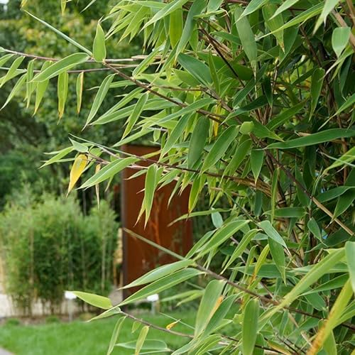 Roter Zebrabambus 'Red Zebra'®, Höhe 80-100 cm, Topf 10 Liter