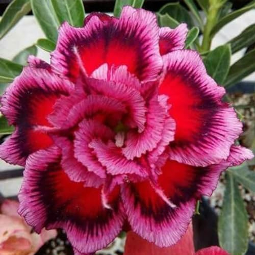 WüStenrosenknolle-Winterhart MehrjäHrig,Adenium Obesum Pflanze,Wüstenrose Pflanze Im Topf,WüStenrose Pflanze,Wüstenrose Rhizome,Bonsai-Pflanzen-2knolle-a