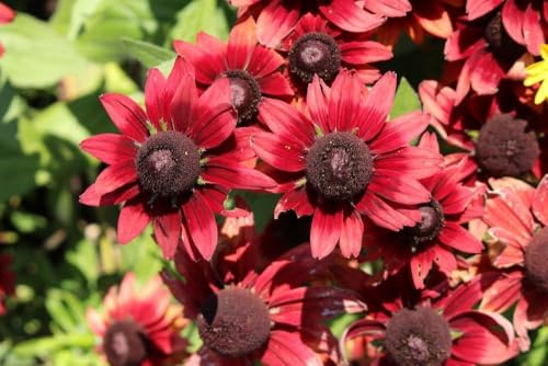 Sonnenhut 'Cherry Brandy', Rudbeckia