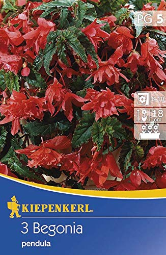 Hängende Begonie rot | Hängende-Begonienzwiebeln von Kiepenkerl