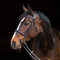 HORZE Pferde Trense Constance, Trensenzaum mit Zügel für Warmblut, Vollblut und Pony, Schwarz, XF