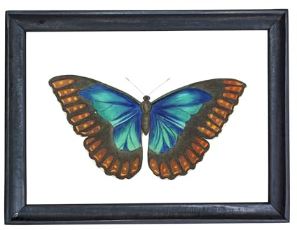 Kunstdruck Din A4 ungerahmt Schmetterling Blauer Morphofalter Falter Motte Vintage Retro Blau Türkis Natur Poster Bild