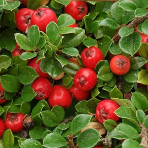 24 x Teppichmispel - Cotoneaster dammeri Topf 9x9cm, für 3m² : Ein immergrüner Strauch mit rotem Beerenzauber