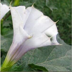 Schwarze Samen, Brugmansia-Engelstrompeten, Bonsai-Baum-Blumensamen 100 Partikel/Los