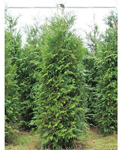 Thuja plicata Atrovirens 200-225 cm. 5 Thuja Pflanzen. Blickdichte Thujahecke