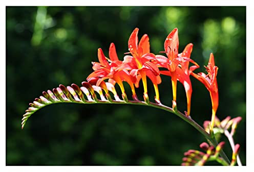 Oliwier's Bulbs 10x Crocosmia Red King Summer Flowering Bulbs Spring Planting Montbretia Hardy Garden Perenial Flowers