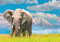 Ravensburger Puzzle 13320 - African Elephant - 300 Teile Puzzle für Erwachsene und Kinder ab 14 Jahren