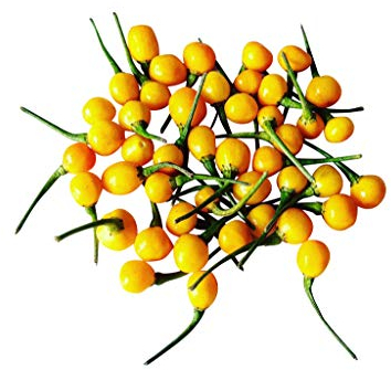 100 Samen Charapita Chili -Teuerste Chili der Welt- WILDCHILI