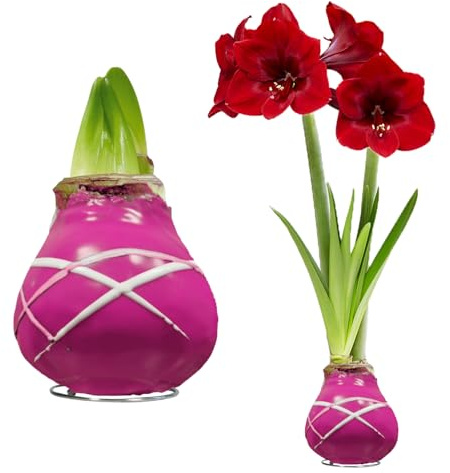 FLORIUM - Cera Amaryllis cipolle strisce viola – Cerata aryllis 28/30 grande formato | 2 pezzi | cerato/cera | senza irrigazione | Piante da appartamento olandese - Hippeastrum (senza vetro, vaso e