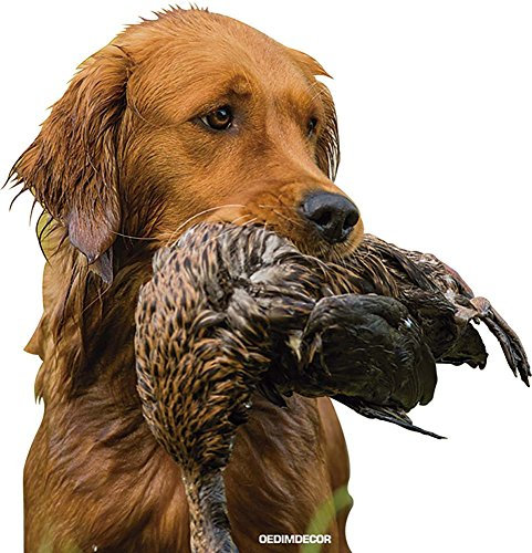 Auto Auto Retriever mit Ente 20 x 20 cm | selbstklebend | einfach wieder Aufkleber für Aufkleber Wirtschafts und robust