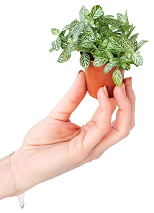 PLNTS - Baby Fittonia Verschaffeltii - Zimmerpflanze - Silbernetzblätter - Echte Pflanzen für Drinnen - 2cm Stecklinge - Höhe 10cm