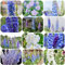 semi di delphinium Delphinium elatum semi di fiori semi di piante piante da giardino decorazione del balcone piante verdi piante da balcone piante esotiche in vaso, tappezzante perenne 150pcs