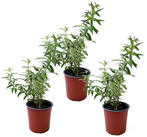 Hierbaluisa - PACK DE 3 PLANTAS - Plantas de Hierba Luisa Naturales