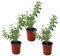 Hierbaluisa - PACK DE 3 PLANTAS - Plantas de Hierba Luisa Naturales