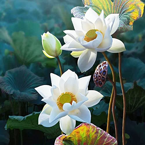 Bonsai Lotus Samen Winterhart Lotussamen Hydroponik Blumen Garten Gastgeschenke Hochzeit Blumensamen Balkon Wildflower Summer Hochbeet Wiesensaatgut Exotische Samen Alte Sorten 10Stück