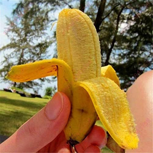 Haloppe 100 Unids Semillas de Frutas de Plátano para la Plantación de Jardín en el Hogar, Semillas de Árbol de Plátano Enano Mini Bonsai Fruit Home Garden Office Plant Decor Semillas de plátano