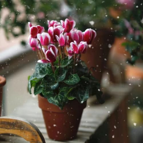 300 pezzi di semi di piante di ciclamino - bonsai da interno bonsai piante erbacee Cyclamen persicum, semi di alberi per l'inverdimento del tetto semi di piante in vaso il meglio del piccolo