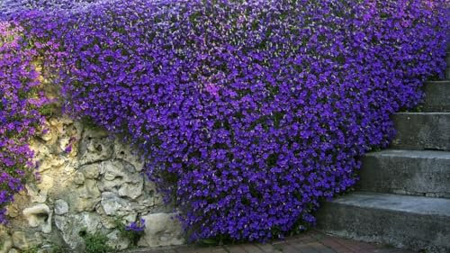 1000 Seeds/Pack – Aubrieta Ground Cover Collection – Cascade Blue, Cascade Red, Hybrida Mix – Perennial Rock Cress for Borders & Ground Cover. (Cascade Blue)