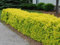 Gold Liguster im Topf/Cont. 30 - 40 cm