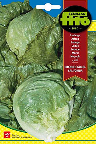 Semillas Fitó 209 - Semillas de Lechuga Grandes Lagos California