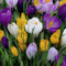 Wilitto 50 Stück Krokussamen, blühende, verschönernde, gentechnikfreie, dekorative Landschaftsbau-Blumensamen für Frühlingsblumen, Gemüse, Gras, Baumsamen zum Pflanzen Violett