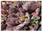 Crassula pubescens - Sukkulente - 10 Samen