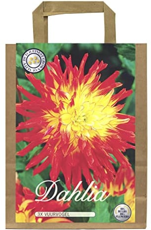 Interflowers Dahlien Knollen Blumenzwiebeln Dahlia Bunte Auswahl im Mix für Sommer Blume Knolle Blumezwiebel Set in Bio Geschenkverpackung Bunte Blüten mehrjährig (3X Dahlie Vuurvogel)