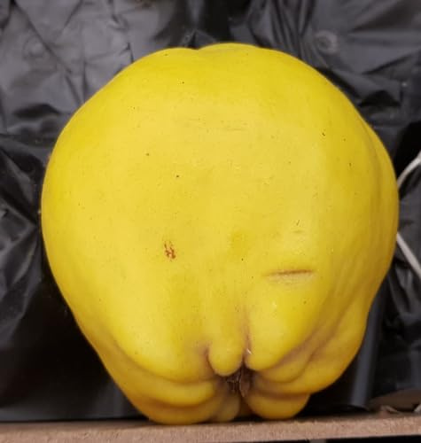 Cydonia oblonga 'Angers' / Cognassier d'Angers/Conteneur de 2 à 2.9 litres/Fruitier