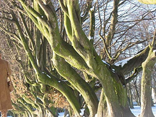 Portal Cool Wald Bonsai-Bäume Rotbuche Fagus sylvatica 10 Samen winter
