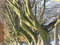 Portal Cool Wald Bonsai-Bäume Rotbuche Fagus sylvatica 10 Samen winter