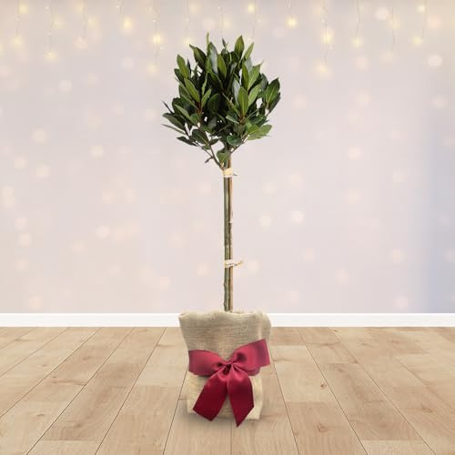 YouGarden Standard Bay Tree in Gift Wrap, 70-80cm Evergreen Kitchen Herb, Ready To Plant, Festive Garden Gift