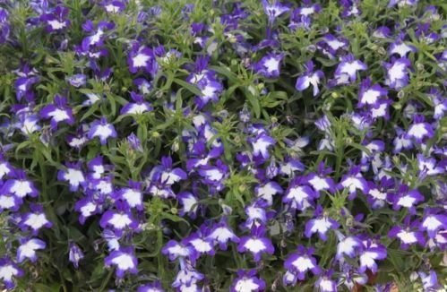 Pack x6 Trailing Trailing Lobelia Superstar® Hanging Basket Plug Plants