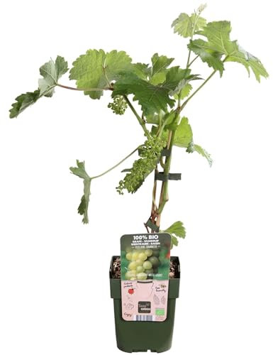 Vigne raison blanc 'Johannes' - arbuste fruitier