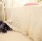 brandream Twin/Full/Queen/King Size weiß Luxury Lace Bett Rock Romantische Mädchen Bettwäsche ELEGANTE Teen Skirted Tabelle, baumwolle, a, Volle Größe