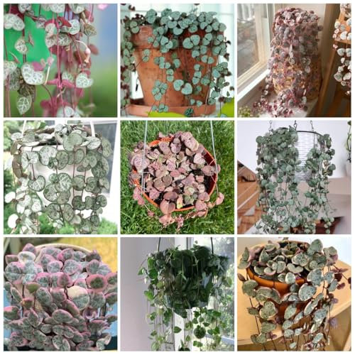 100 Pc Semillas Colgantes De Flores Para Candelabros. Regalos Para Amantes De La Jardinería, Plantas Suculentas (Ceropegia Woodii) Plantas Resistentes Para Balcón, Semillas Suculentas.