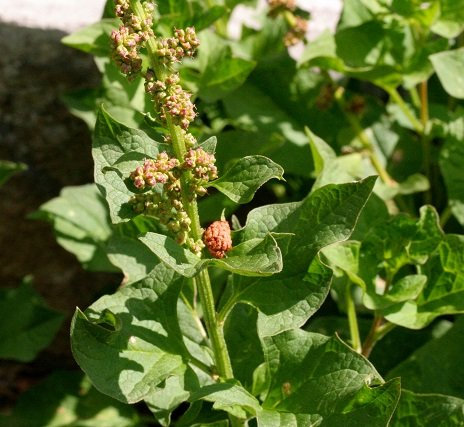 100 semi di IP249 Guter König Heinrich (Chenopodium Bonus-Henricus)