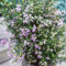 semi di erica invernale fiori piante da giardino per esterni bonsai facile coltivazione verdi vaso 125pcs