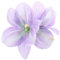 CLISPEED Fermaglio Per Fiori Di Lillà Accessorio Elegante Per Spiagge e Matrimoni Clip Leggera e Resistente Per Donne e Ragazze