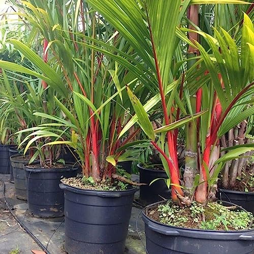 50 Pz Bottiglia di Semi di Palma Pianta Tropicale Casa Giardino Balcone Decorazione Bonsai Fiore Albero da Frutto Semi di Ortaggi Semi Di Palma