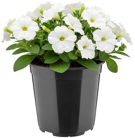 Garronda Blumentopf rund hoch Kunststoff Ø20 x 19 cm (4L) mit Drainagelöchern Pflanztopf Robustes PP Pflanzgefäß für Garten Gewächshaus Balkon Anzucht Innen Außenbereich Schwarz GD-0203