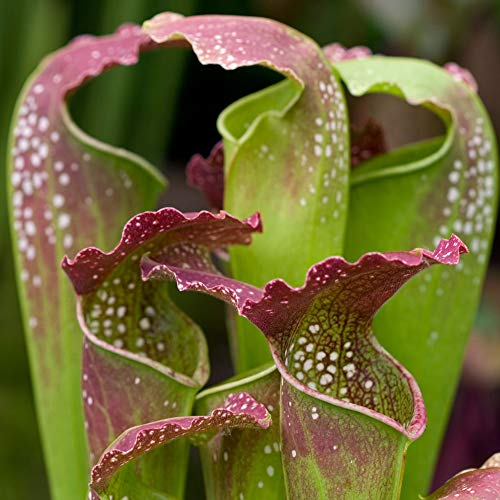 Sarracenia Smoorii | 20-30cm Potted Plants for Sale | Premium Fly Trap Gift